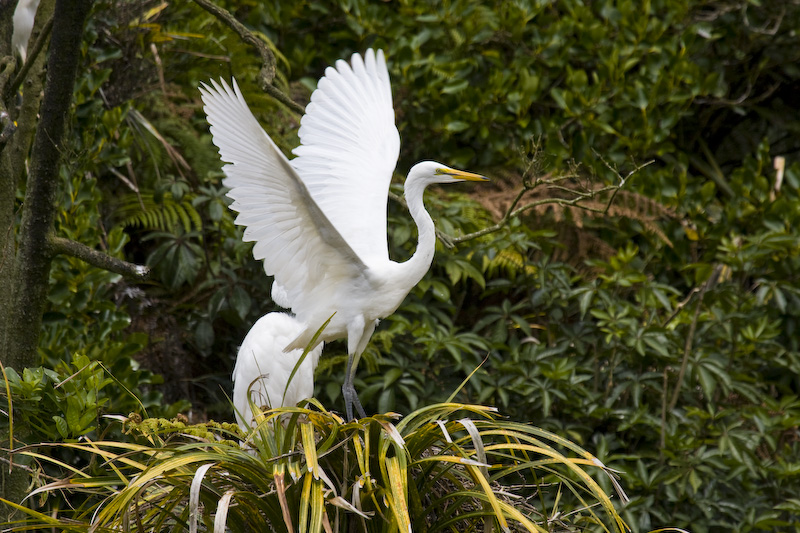 Great Egret On Nest